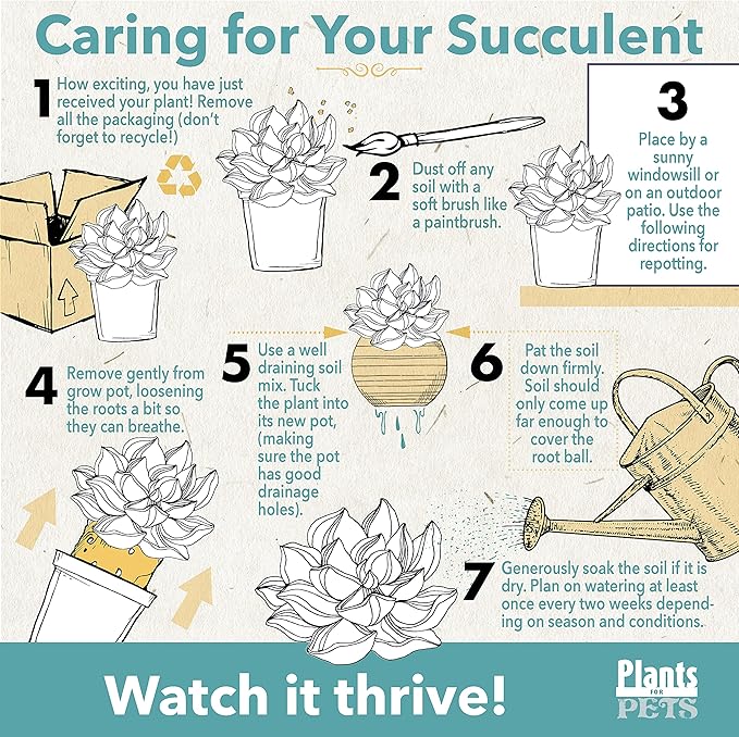 Succulents Plants Live in Garden Succulent Planters, Live Succulent Plants Live Plants in White Planter, Live Succulents Unique Gardening Gifts for Plant Lovers, Succulent Gifts by Plants for Pets