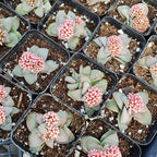 Live Cactus and Succulent Plants (2" Pot Crassula Morgan's Beauty)