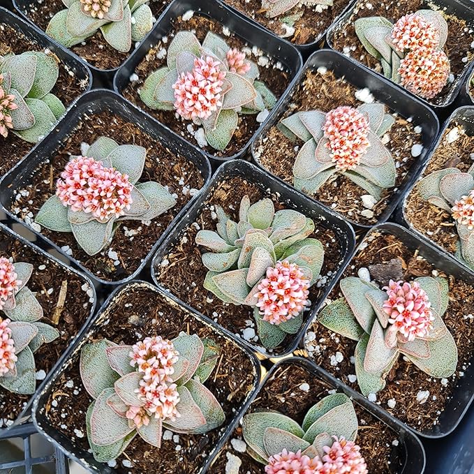 Live Cactus and Succulent Plants (2" Pot Crassula Morgan's Beauty)