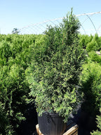 Live Plant Green Promise Farms, Thuja occidentalis 'Smargd' Emerald Green Arborvitae #3 Size Container, Evergreen