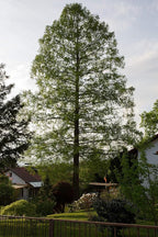 Dawn Redwood | Small Tree Seedling | The Jonsteen Company