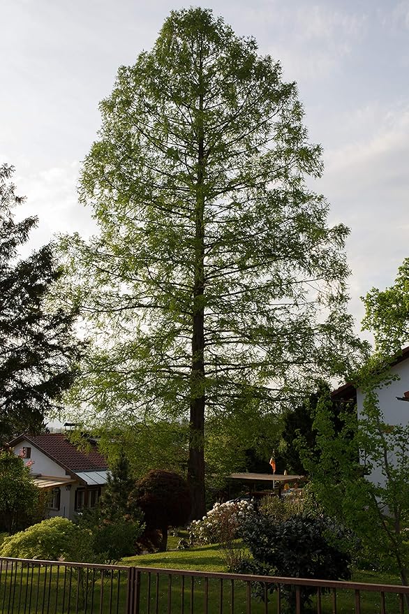 Dawn Redwood | Small Tree Seedling | The Jonsteen Company