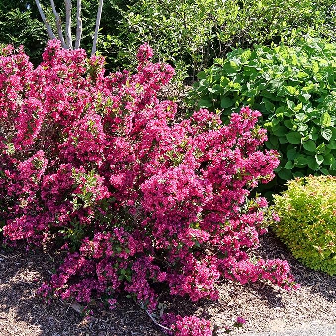 Proven Winners Sonic Bloom Punch Weigela (Florida) Live Plant, 4.5" Qt, 4 Pack