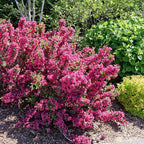 Proven Winners Sonic Bloom Punch Weigela (Florida) Live Plant, 4.5" Qt, 4 Pack