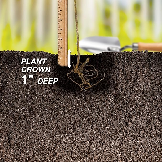 Garden State Bulb Concord Seedless Grape, Bare Root, Non-GMO, Spring Planting (Bag of 2)
