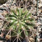 Echinopsis Sierra Grandensis Cacti Cactus Succulent Real Live Plant