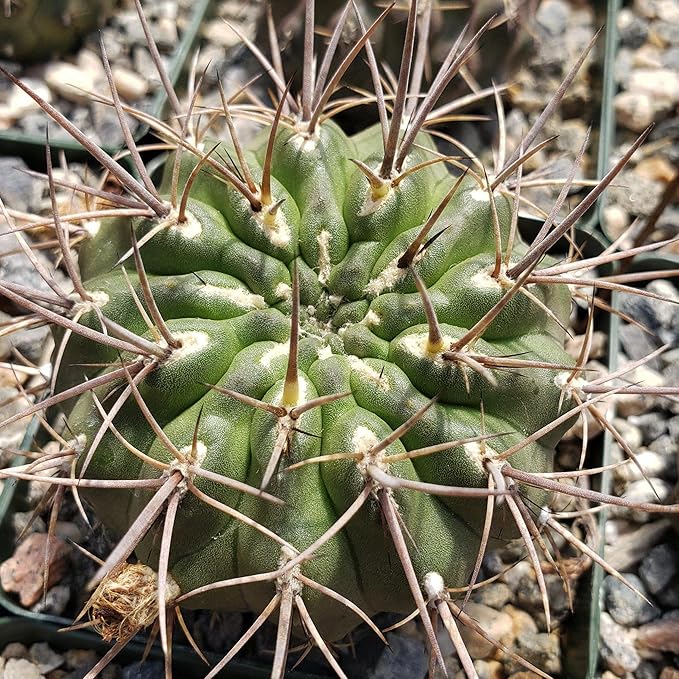 Echinopsis Sierra Grandensis Cacti Cactus Succulent Real Live Plant