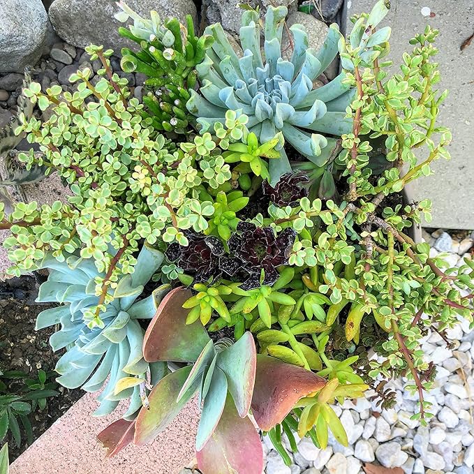 Generic Blissful's Live Succulents Cuttings Assorted Collection no Repeat Unique and Rare, Easy 2 Grow, Drought Tolerant, Packs of 30 (30)