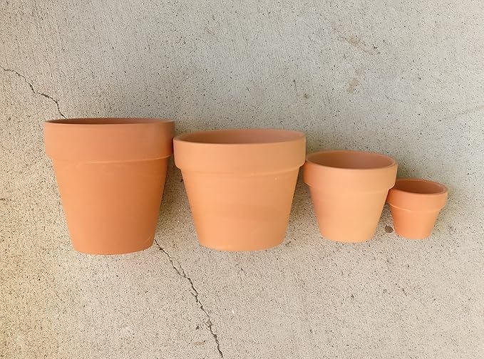 Pleisopilos nelii cv. Royal Flush Purple Split Rock Succulent (2'' + Clay Pot)