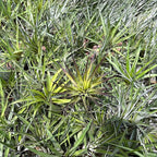 ragnaroc Air Plants - Tillandsia Fasciculata Tricolor, Large 4-6" - 3ct - Live Arrival Guaranteed - House Plants for Home Decor & Gift