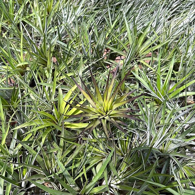 ragnaroc Air Plants - Tillandsia Fasciculata Tricolor, Large 4-6" - 5ct - Live Arrival Guaranteed - House Plants for Home Decor & Gift