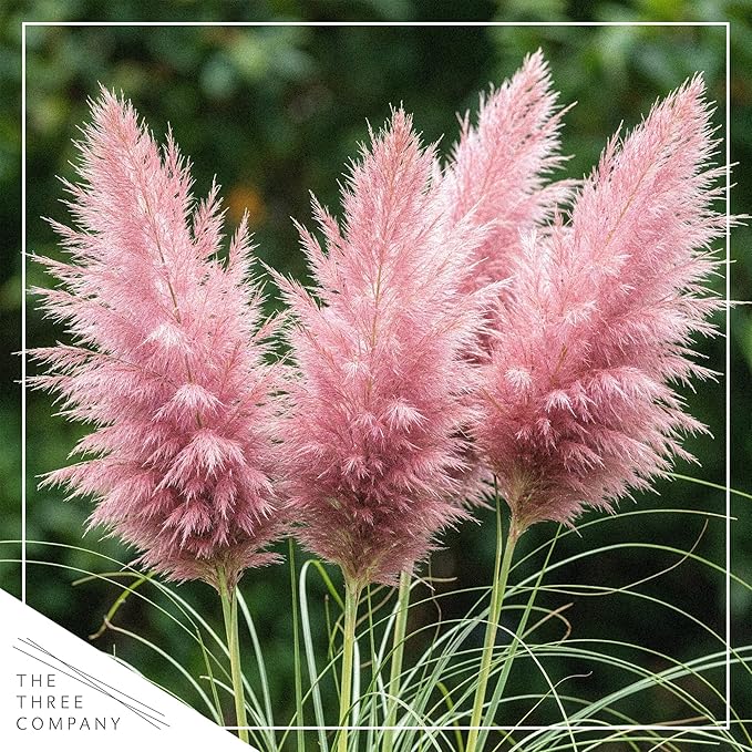 Live Ornamental Pampas Grass (Cortaderia selloana) - Pink (2 Pack) - Perennial Accent Plant - 10" Tall by 5" Wide in 1.5 Qt Pot