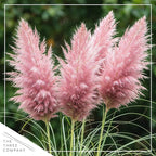 Live Ornamental Pampas Grass (Cortaderia selloana) - Pink - Perennial Accent Plant - 10" Tall by 5" Wide in 1.5 Qt Pot