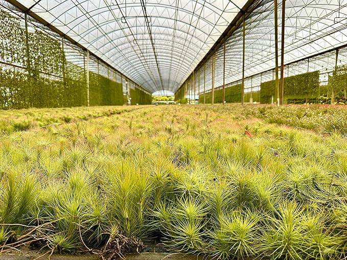 ragnaroc Air Plants - Tillandsia Funckiana, Large 5" - 2ct - Live Arrival Guaranteed - House Plants for Home Decor & Gift