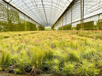 ragnaroc Air Plants - Tillandsia Funckiana, Large 5" - 2ct - Live Arrival Guaranteed - House Plants for Home Decor & Gift