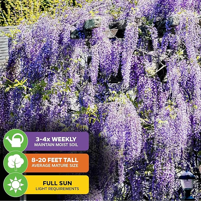 American Wisteria Live Plant Vine - Wisteria frutescens (Amethyst Falls) - Wellspring Gardens Starter Plant - Hardy, Fast-Growing, Fragrant Purple Blooms, Ideal for Trellises (2-Pack)