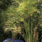 Giant Papyrus, a Great Live Pond Plant for Your Water Garden. Filters The koi and Goldfish Pond. Good for Bogs, Plant Shelf or Shallow Water This marginal Aquatic is a Real Beauty