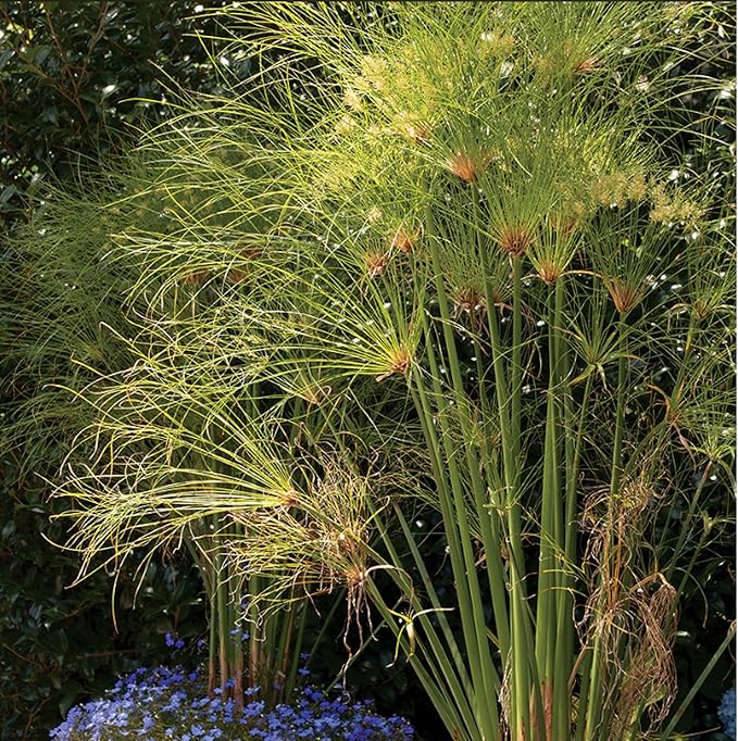 Giant Papyrus, a Great Live Pond Plant for Your Water Garden. Filters The koi and Goldfish Pond. Good for Bogs, Plant Shelf or Shallow Water This marginal Aquatic is a Real Beauty