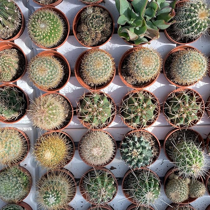 Seed Needs, Mixed Cacti/Cactus Seeds - 130 Seeds for Planting - Great Plants for Indoor Office Spaces, Easy to Grow (1 Pack)