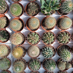 Seed Needs, Mixed Cacti/Cactus Seeds - 130 Seeds for Planting - Great Plants for Indoor Office Spaces, Easy to Grow (1 Pack)