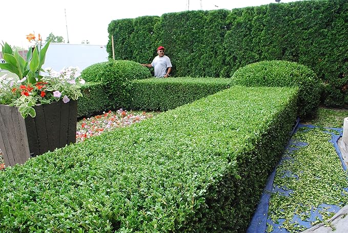 Japanese Boxwood - 30 Live Plants - 2" Pot Size - Buxus Microphylla - Fast Growing Cold Hardy Formal Evergreen Shrub