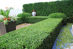 Japanese Boxwood - 3 Live Plants - 2" Pot Size - Buxus Microphylla - Fast Growing Cold Hardy Formal Evergreen Shrub
