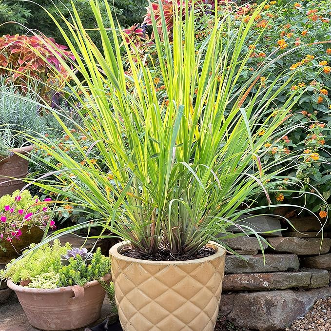 Bonnie Plants Lemongrass, Live Herb Plants 1 Gal., 2 Pack, Aromatic Grass-Like Leaves Ideal for Containers, Herb, and Flower Gardens