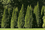 Live Plant Green Promise Farms, Thuja occidentalis 'Smargd' Emerald Green Arborvitae #3 Size Container, Evergreen