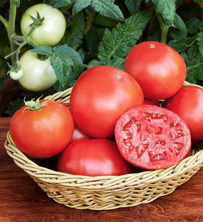 Bonnie Plants Bush Goliath Tomato, Live Plant, 19.3 oz., 4-Pack