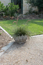 Live Succulents Plants Live Red Yucca Plant, Outdoor Plants Live Yucca Plants, Outdoor Yucca Plants Live Plants, Succulent Plants Live Outdoor Plants, Succulents Live Accent Plant by Plants for Pets