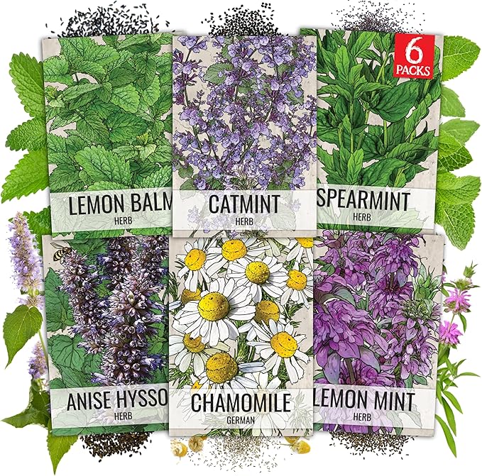 Seed Needs Herb Seeds for Planting a Collection of 6 Medicinal Herbs - Non-GMO Heirloom & Untreated Tea & Infusion Varieties (Chamomile, Lemon Balm, Spearmint, Anise Hyssop, Lemon Mint & Catmint)