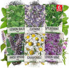 Seed Needs Herb Seeds for Planting a Collection of 6 Medicinal Herbs - Non-GMO Heirloom & Untreated Tea & Infusion Varieties (Chamomile, Lemon Balm, Spearmint, Anise Hyssop, Lemon Mint & Catmint)
