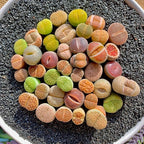 10 Pcs Lithops Succulent Plants Live – 0.6-0.8" Rare Living Stones Mix, Succulents Bare Root Without Pot & Soil, Easy-Care Indoor Office Desk Decoration, Unique Plant Gifts for Succulent Lovers