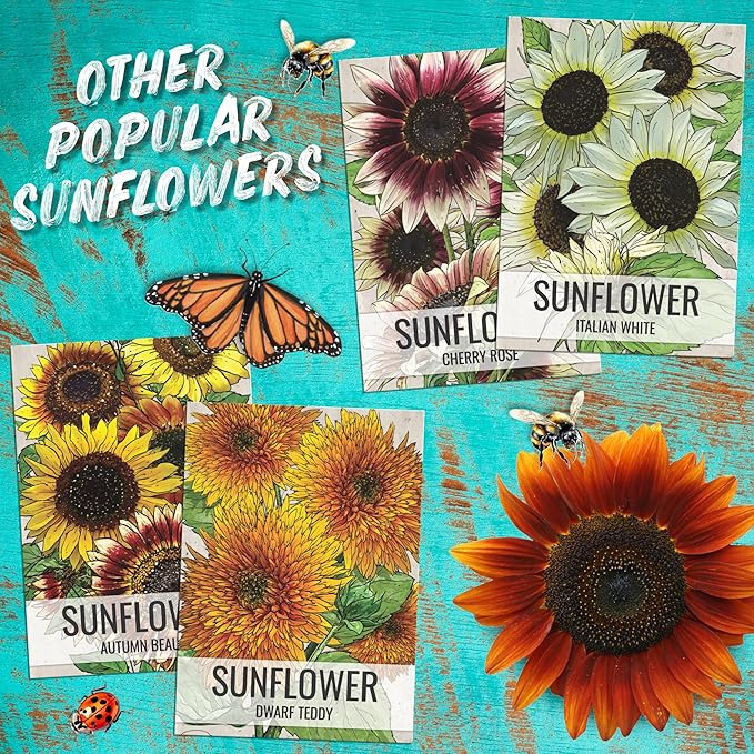 Seed Needs Sunflower Seeds for Planting Chocolate Sunflowers - Heirloom & Open Pollinated Flower Seed to Plant & Grow an Outdoor Wildflower Butterfly Garden (5 Packs)