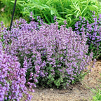 Nepeta ‘Cat’s Pajamas’, Catmint Live Plant, Proven Winners, Fragrant, Potted Perennial that is Ready for Planting, not Seeds, Container Size: 4.5"