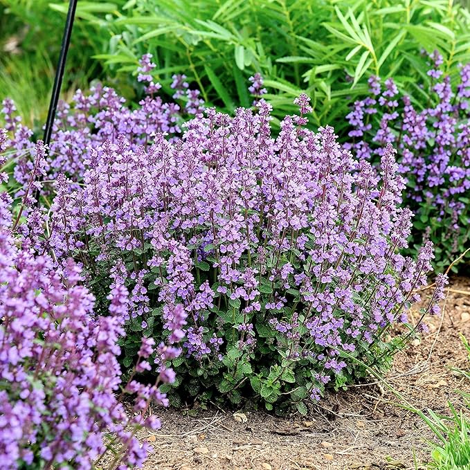 Nepeta ‘Cat’s Pajamas’, Catmint Live Plant, Proven Winners, Fragrant, Potted Perennial that is Ready for Planting, not Seeds, Container Size: 4.5"