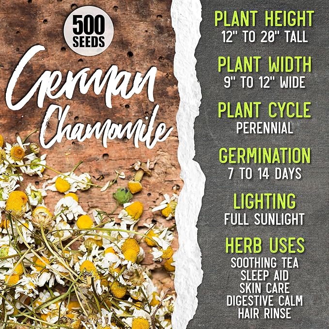Seed Needs Herb Seeds for Planting a Collection of 6 Medicinal Herbs - Non-GMO Heirloom & Untreated Tea & Infusion Varieties (Chamomile, Lemon Balm, Spearmint, Anise Hyssop, Lemon Mint & Catmint)