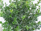 Ilex X meserveae 'Blue Maid' (Blue Holly) Evergreen, #3 - Size Container
