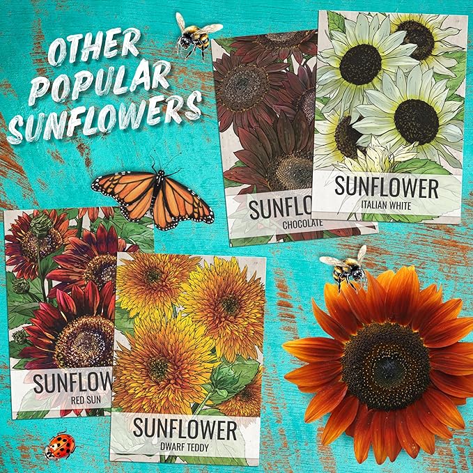 Seed Needs Sunflower Seeds to Plant Autumn Beauty Sunflowers (Mixture) - Heirloom & Open Pollinated Flower Seed to Plant an Outdoor Wildflower Butterfly Garden - Makes a Great Cut Flower (5 Packs)