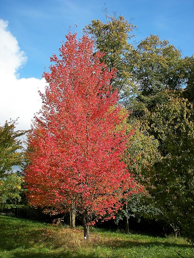 American Red Maple Shade Tree - Live Plant Shipped 3 Feet Tall by DAS Farms