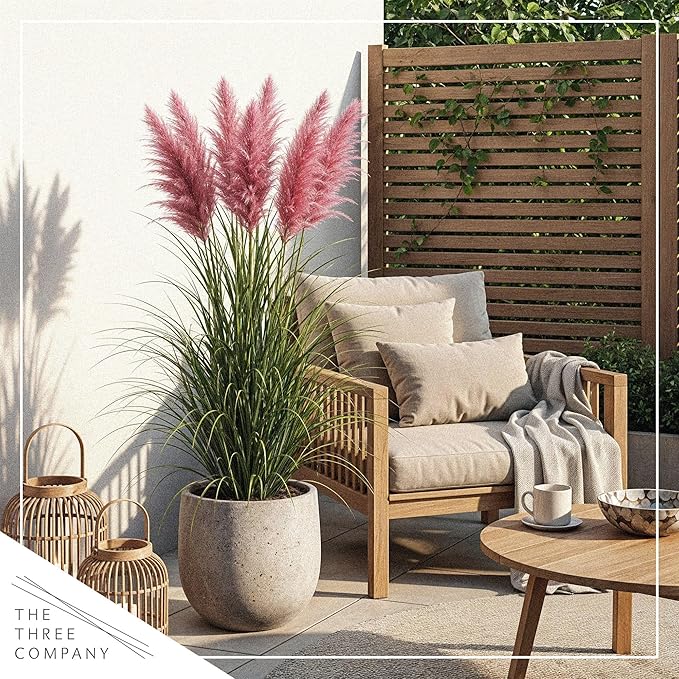 Live Ornamental Pampas Grass (Cortaderia selloana) - Pink (2 Pack) - Perennial Accent Plant - 10" Tall by 5" Wide in 1.5 Qt Pot