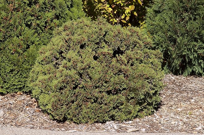 Thuja occidentalis 'Hetz Midget' (Globe Arborvitae) Evergreen, #3 - Size Container