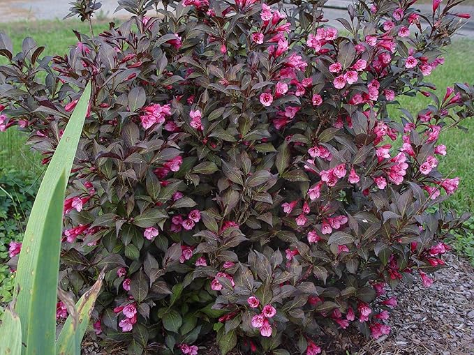 Proven Winners - Weigela florida Wine & Roses (Weigela) Shrub, pink flowers, #2 - Size Container