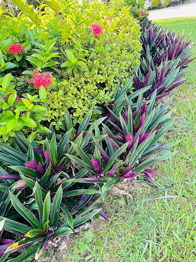 SIX Outdoor Live Plants- Oyster Plant Purple & Green - Grows to Medium Height Outdoor Plant- Young Small Plant