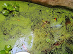 8 oz Package Live Duckweed Plants, Floating Aquatic Plants for Ponds, Natural Koi Fish Food, Water Garden Plants