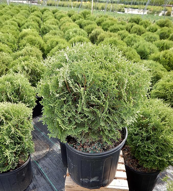 Thuja occidentalis 'Hetz Midget' (Globe Arborvitae) Evergreen, #3 - Size Container