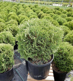 Thuja occidentalis 'Hetz Midget' (Globe Arborvitae) Evergreen, #3 - Size Container