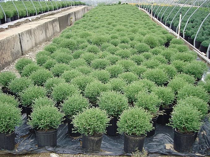 Thuja Mr. Bowling Ball (Arborvitae) Evergreen, #2 - Size Container