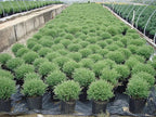 Thuja Mr. Bowling Ball (Arborvitae) Evergreen, #2 - Size Container
