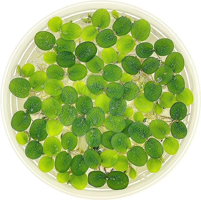 Water Spangle, Salvinia Minima, Live Aquarium/Aquatic/Freshwater/Floating/Pond Plant/Planted Tank/Aquascaping/Paludarium by Aquarium Plant Center (12 Plants, 60+ Leaves)